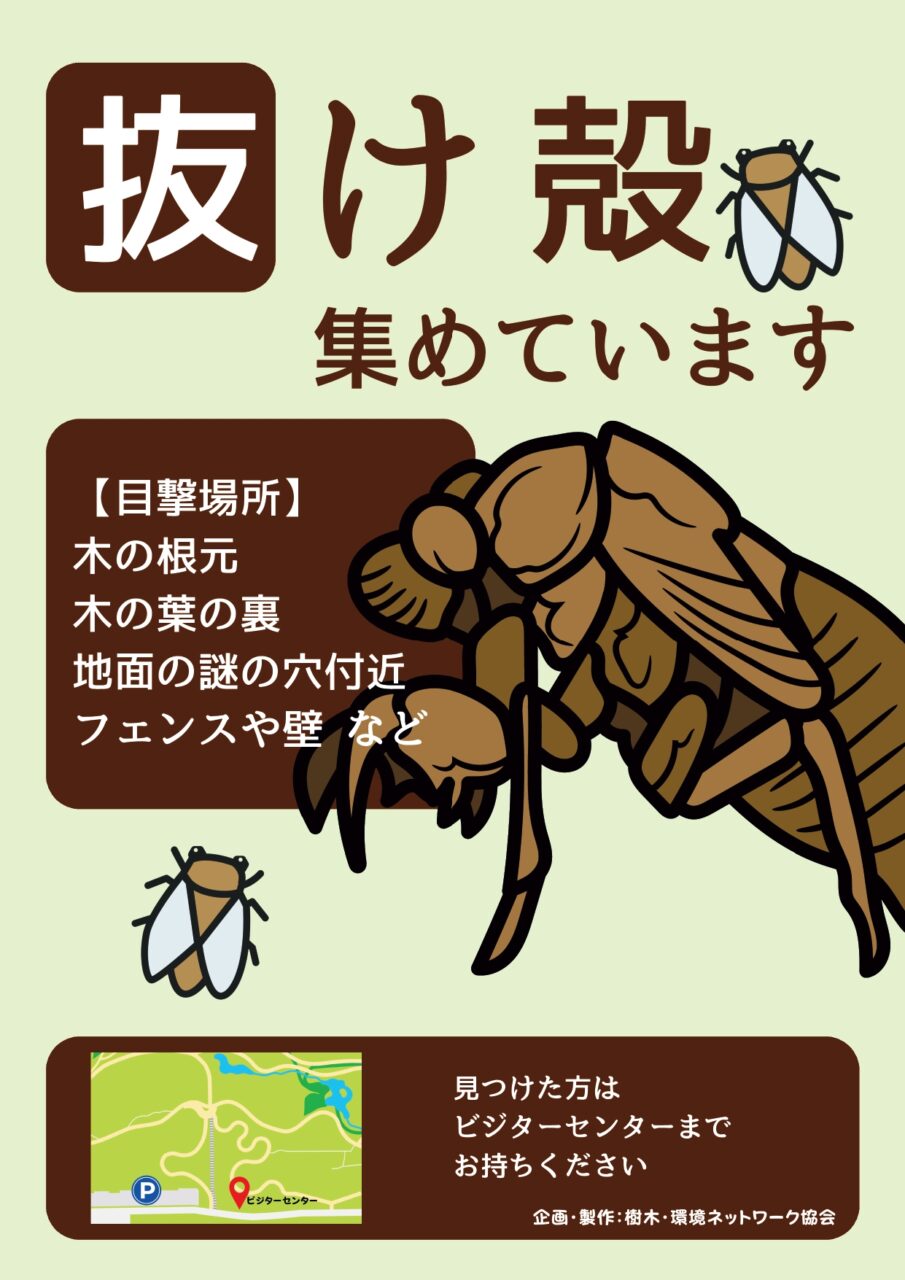 セミの抜け殻集めています！