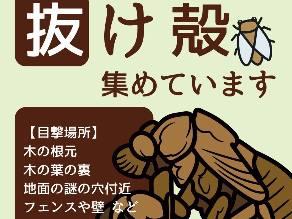 セミの抜け殻集めています！